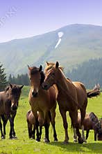 Herd of horses