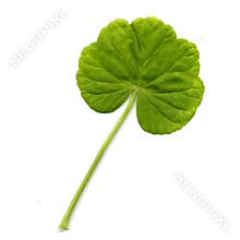 Geranium leaf