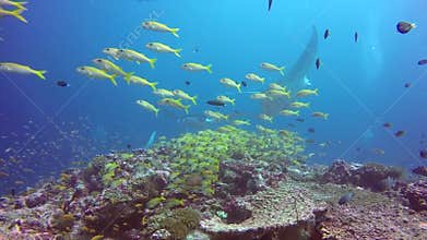 Group Manta ray relax underwater in striped snapper school fish in ocean.