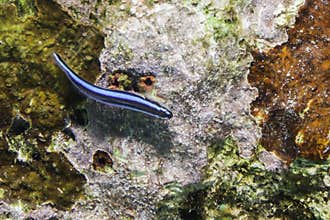 Neon Goby