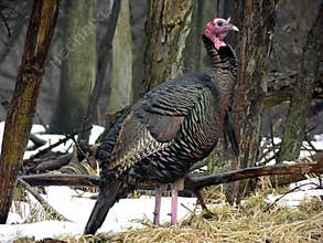 Wild Turkey 1