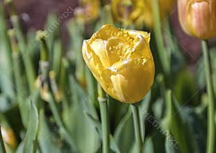Fringed Yellow Tulip, Dallas Arboretum