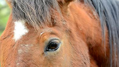 Horse face and eye in closeup with eye and mane detail.