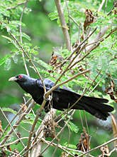 Asian koel