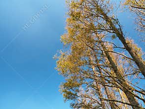 Golden Metasequoia Forest with Blue Sky in Yangming Mountain, Taiwan.