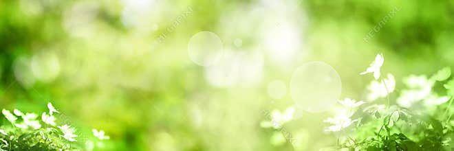 Green background with small flowers