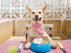 Dog eating a the table with food bowl