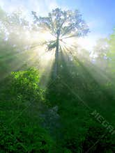 Lush Beams