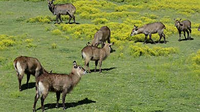 Animals grazing