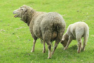 Sheep in pasture