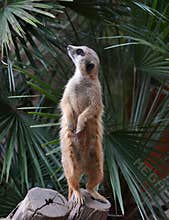 Suricata suricatta
