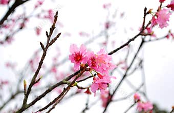 Taiwan Cherry Blossom