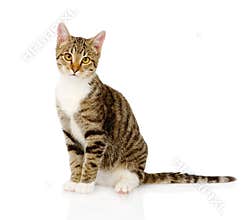 Young tabby cat. on white background