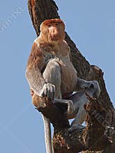 Proboscis monkey