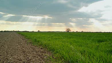 Green Wheat Sprouts Field and Arable Land in Agricultural cultivated field,