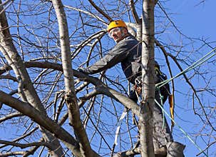 Tree Climber Among Branches
