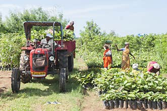 Farmer collecting yield