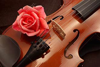 Rose on violin