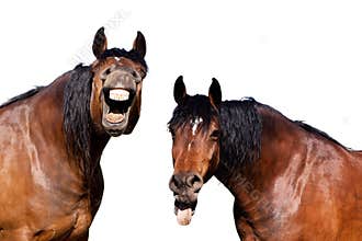 Laughing horses