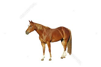 Horse isolated
