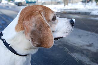 Funny Beagle
