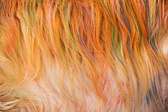 Dog Golden Hair coloring