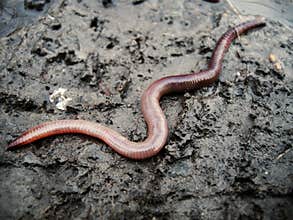 Worm