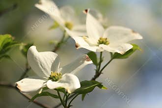 Dogwood flower