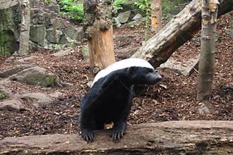 Honey Badger