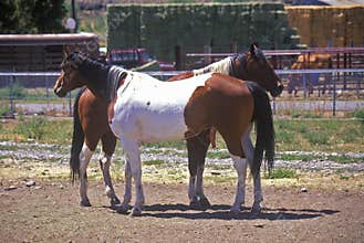 Two horses in pen, ID