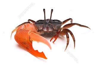 Crab