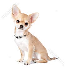Nice chihuahua puppy with jewelry isolated on white
