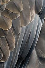 Feathers of an eagle