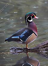 Male Wood Duck Drake