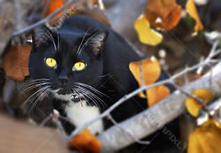 Black Cat Yellow Eyes & Fall Leaves