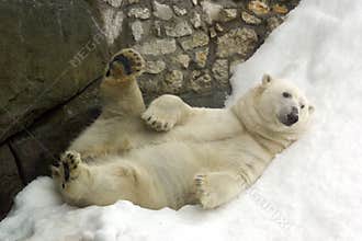 Polar bear