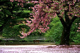 Magic view cherry blossom