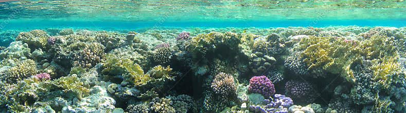 Underwater landscape
