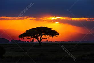 African tree silhouette on sunset in savannah, Africa, Kenya