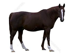 Brown Horse