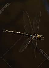Paddle Tailed Darner - Aeshna palmata