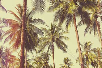 Palm trees