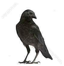 Young Carrion Crow - Corvus corone (3 months)