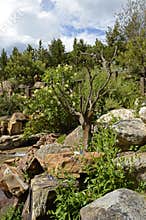 Alpine Garden