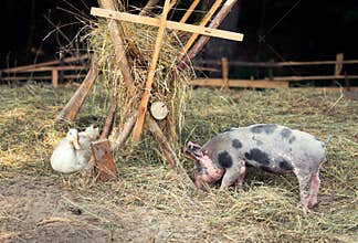 Free range, outdoor bred piglet, goose and duck