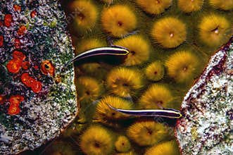 Neon goby
