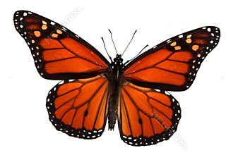Monarch Butterfly