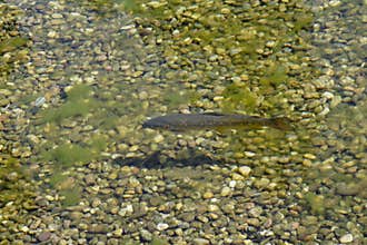 Trout #1