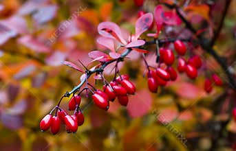 Berberis thunbergii