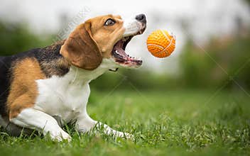 Playing fetch with agile dog